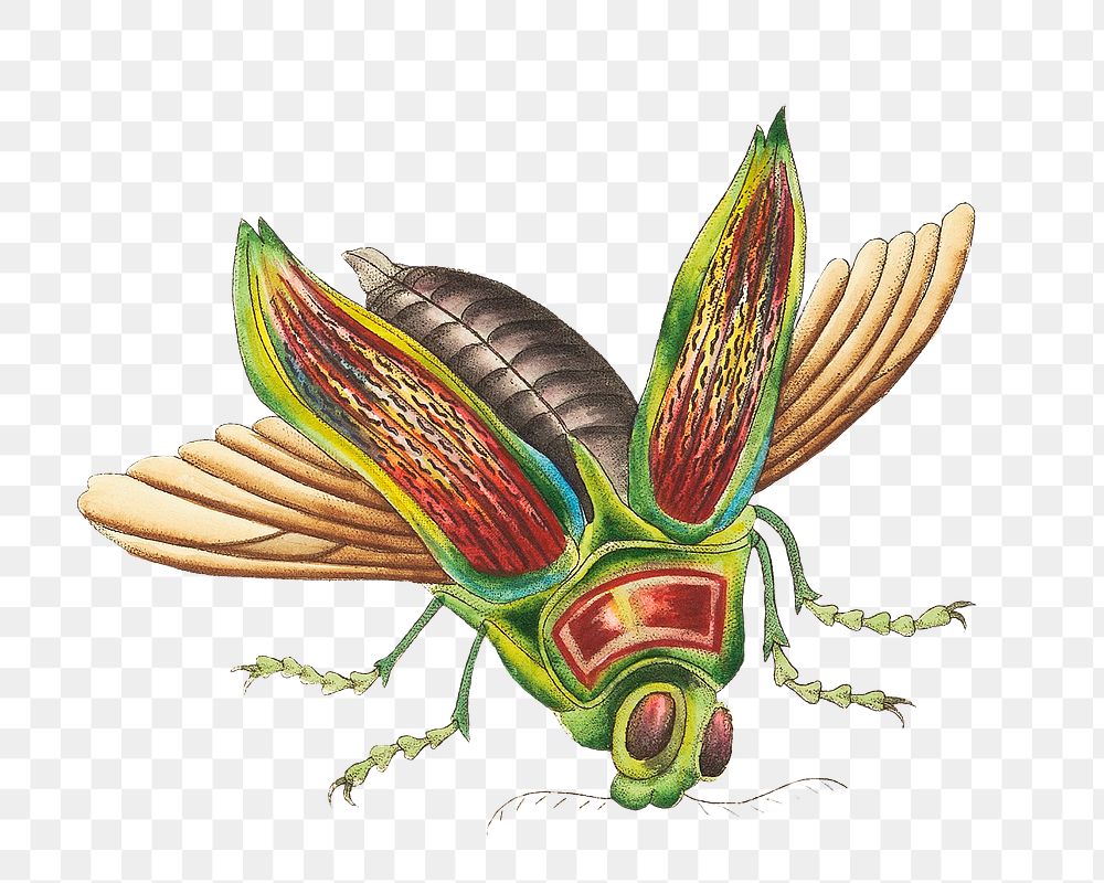 Png Great buprestis insect illustration