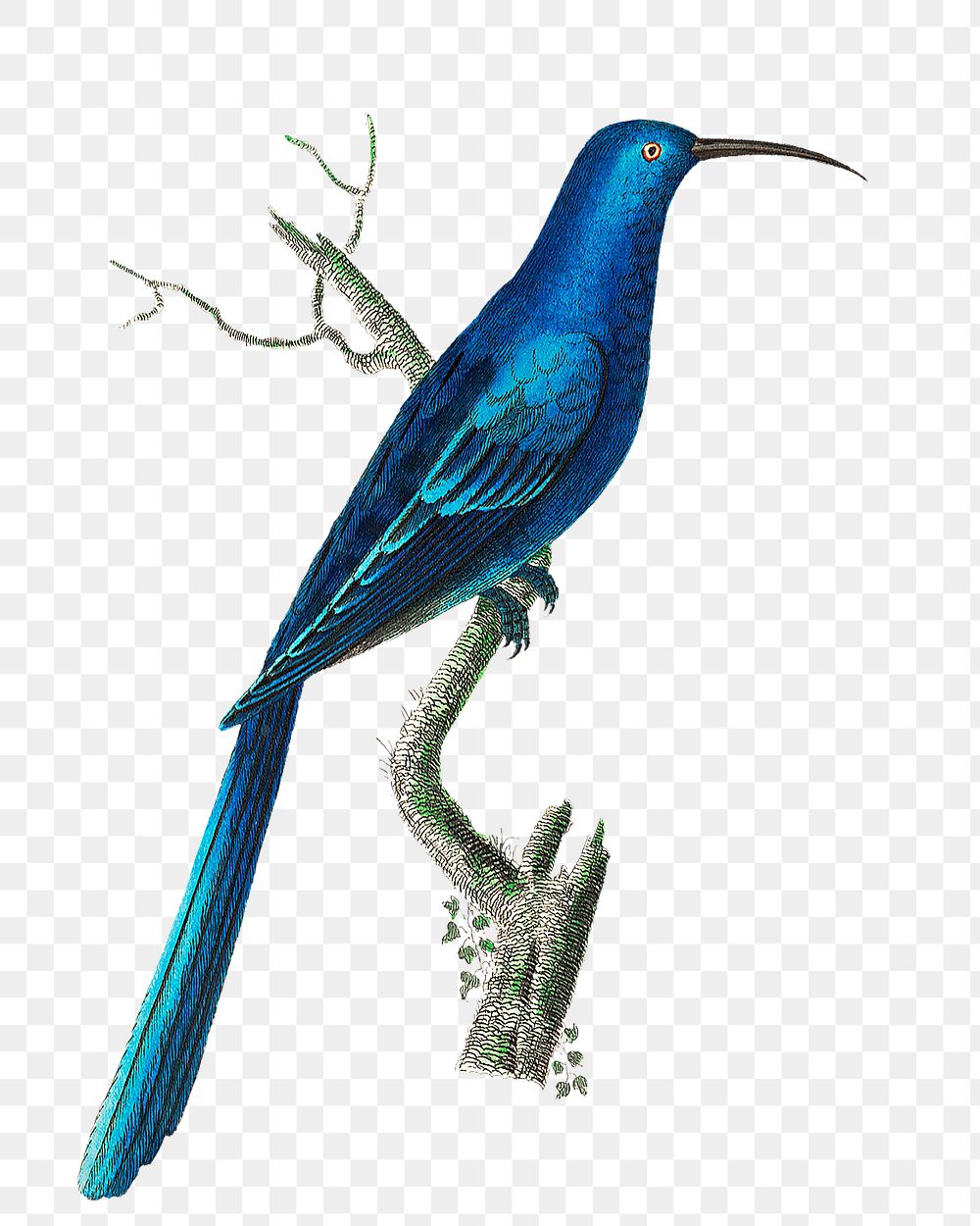Png sticker bird blue promerops illustration