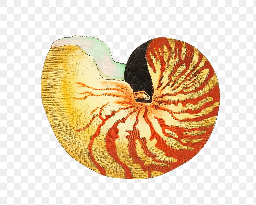 Png great nautilus shell vintage graphic