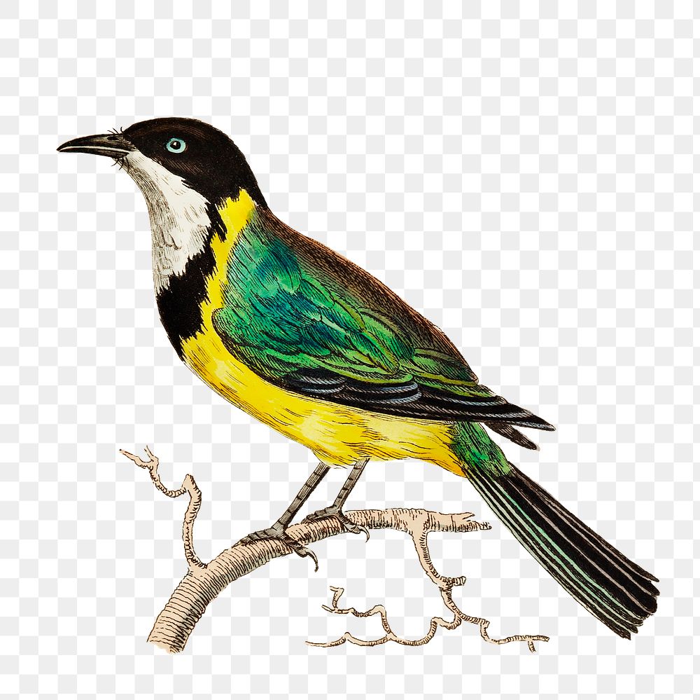 Png sticker doubtful motacilla bird illustration