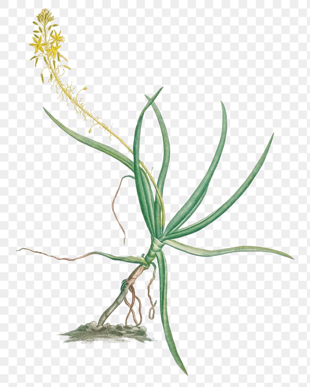 Hand drawn Anthericum Frutescens (Bulbine Frutescens)