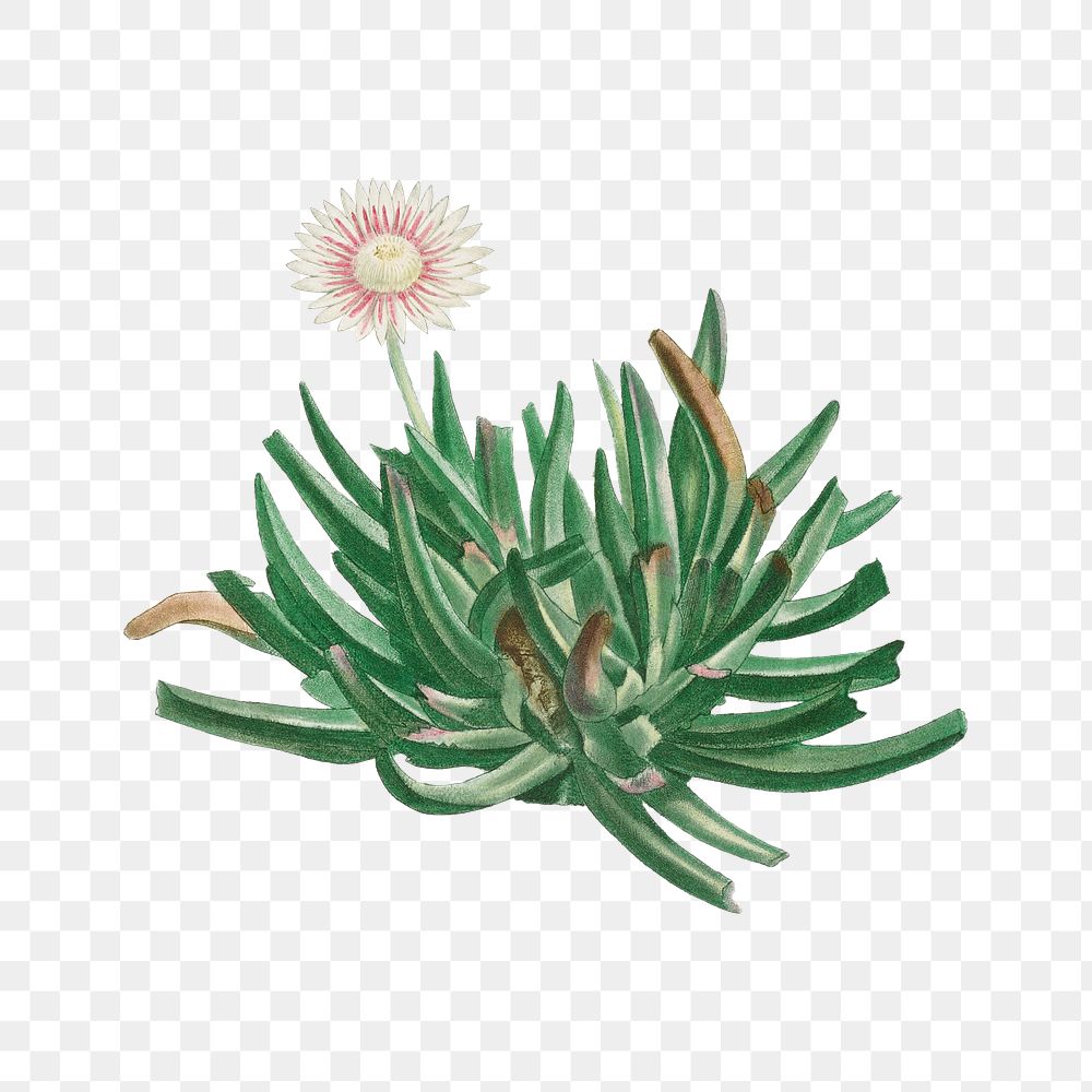 Hand drawn Mesembryanthemum Bellidiflorum (Acrodon Bellidiflorus)