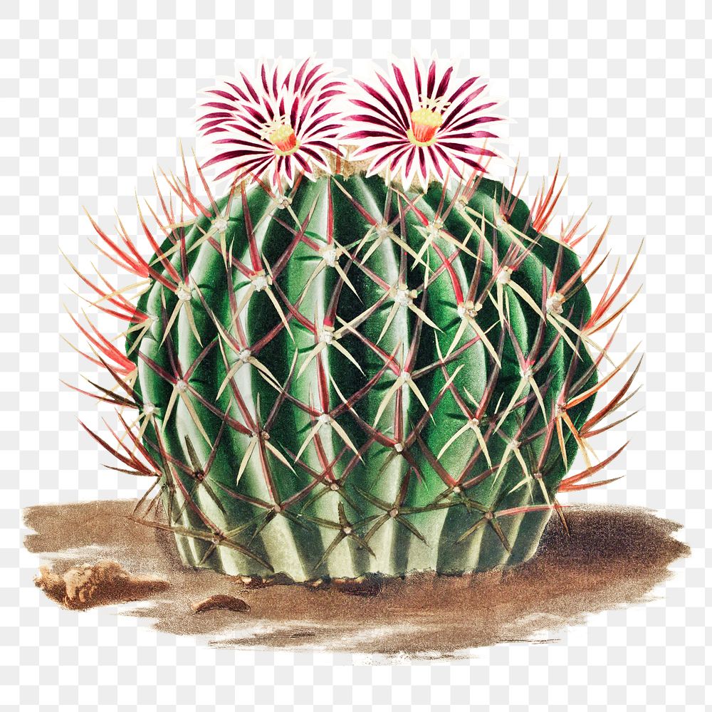 Vintage Echinocactus coptonogonus cactus design element