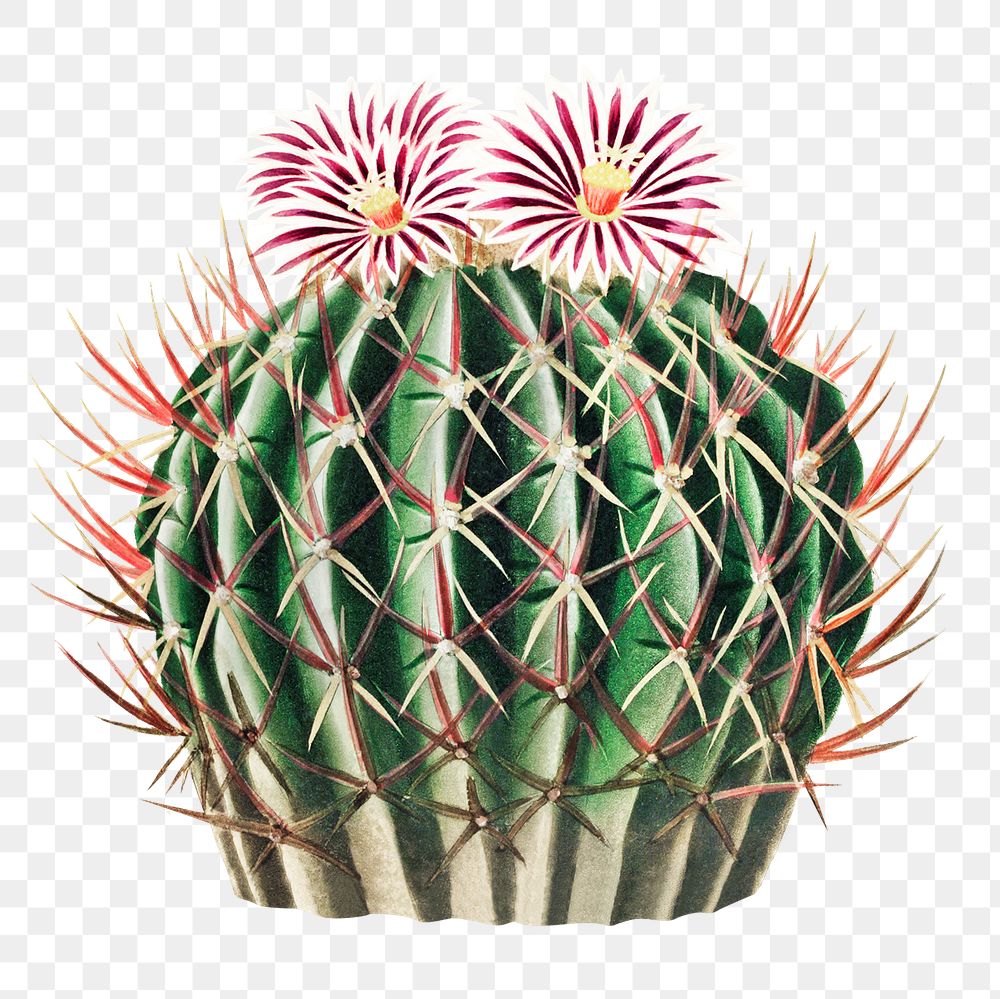 Vintage Echinocactus coptonogonus cactus design element