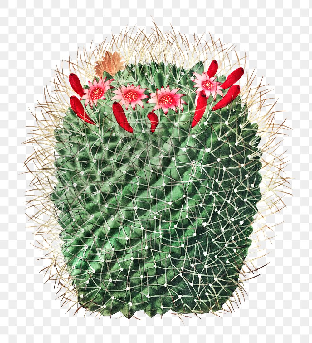 Vintage black and white pincushion cactus design element