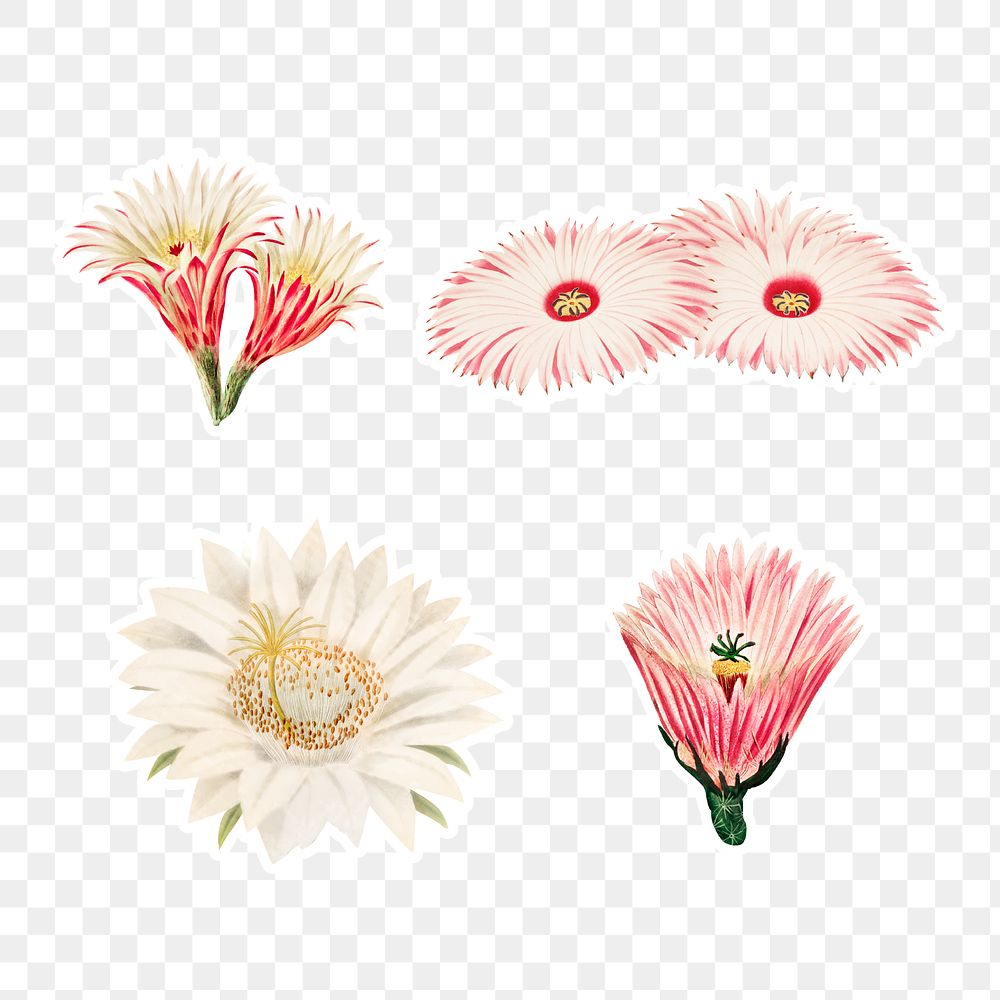 Vintage cactus flower sticker with white border collection