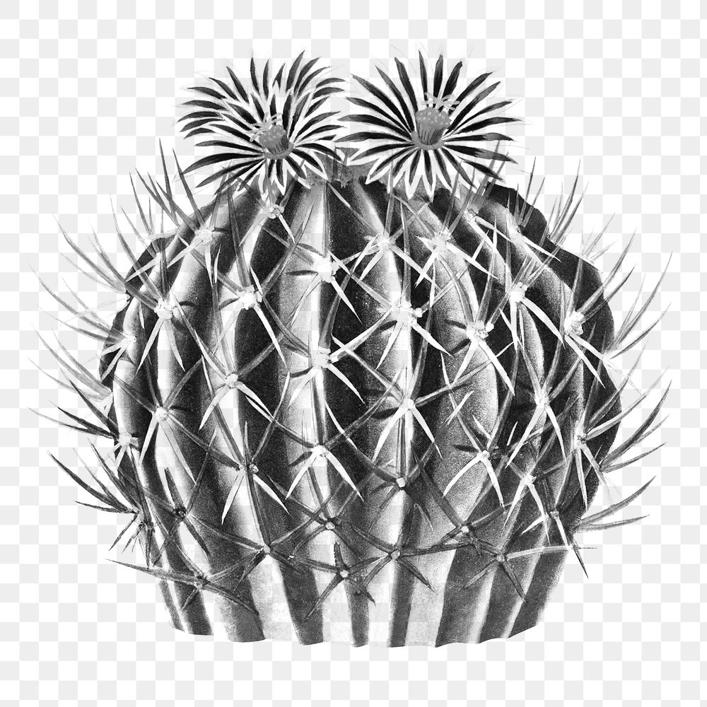 Vintage black and white Echinocactus coptonogonus cactus design element