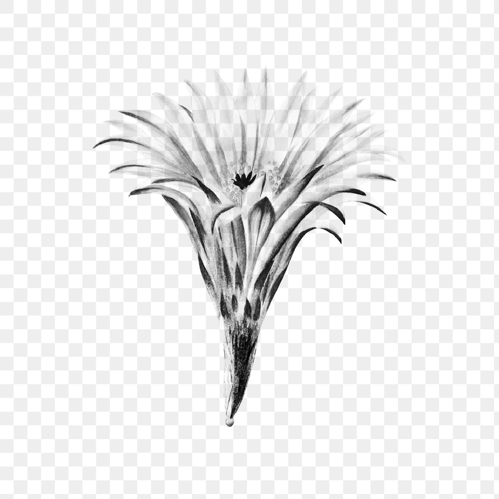 Vintage black and white sun cup cactus flower design element