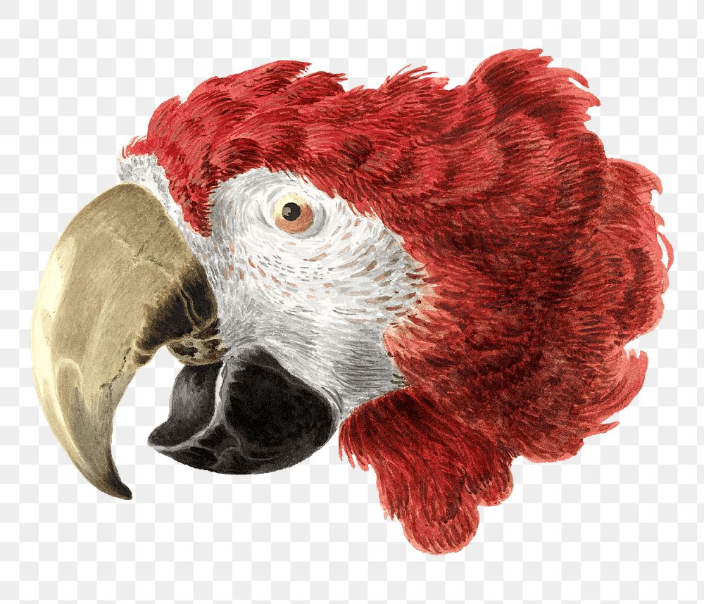 Macaw png illustration, remixed from artworks by Aert Schouman