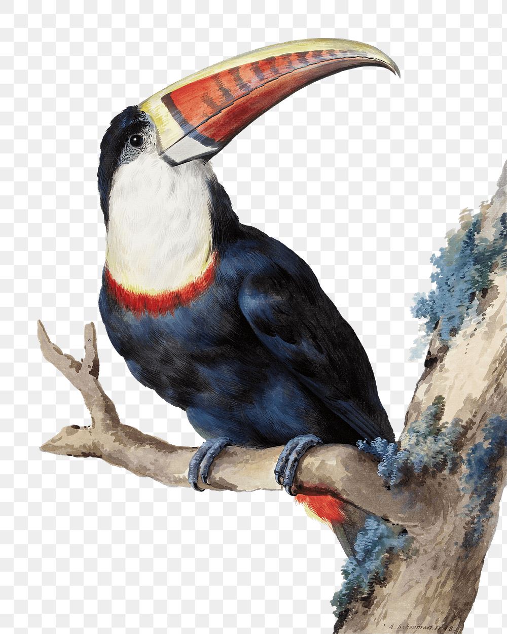 Red billed toucan png illustration, remixed from artworks by Aert Schouman