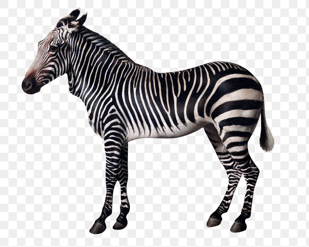 Zebra png vintage illustration, remixed from artworks by George Stubbs