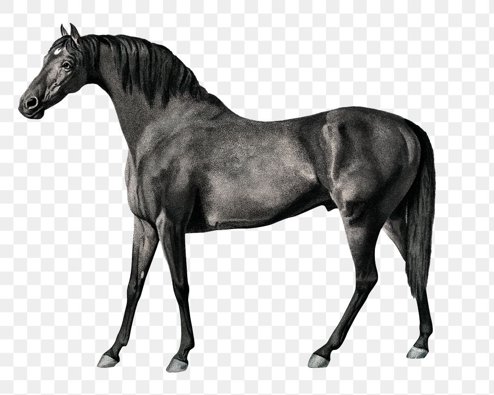 Horse png vintage illustration, remixed from artworks by George Stubbs