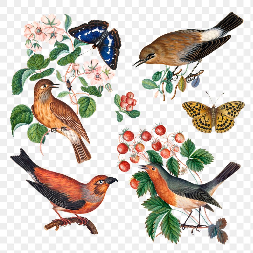 Animal, plant png sticker set, vintage birds, butterflies illustration, remixed from artworks by James Bolton