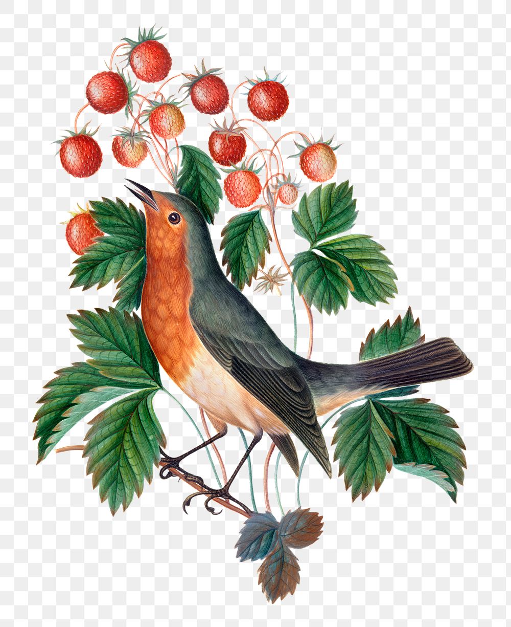 Bird png sticker, strawberry plant, watercolor painting, remixed from artworks by James Bolton