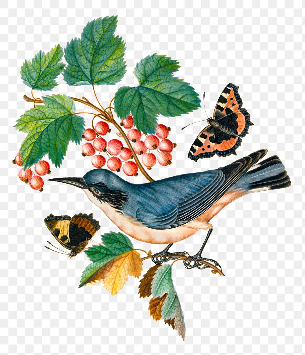 Bird, butterfly png sticker, strawberry plant, watercolor painting, remixed from artworks by James Bolton
