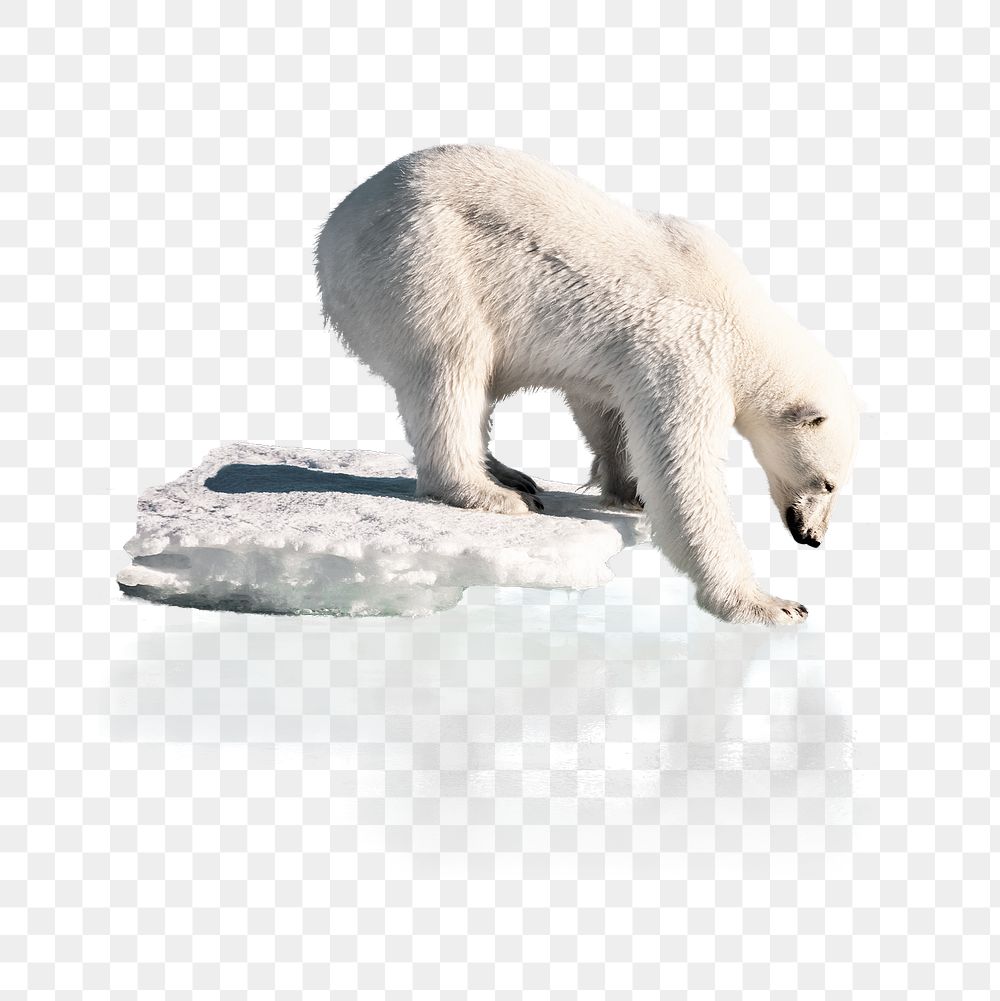 Polar bear png thin ice clipart, global warming, environmental impact