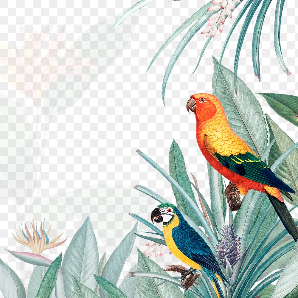 Exotic parrots jungle border png illustration 
