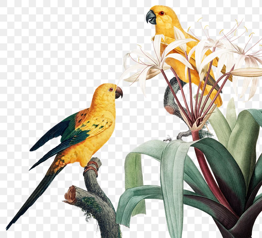 Exotic parrots jungle border png illustration 
