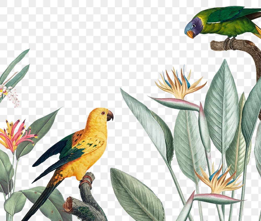 Exotic parrots jungle border png illustration 