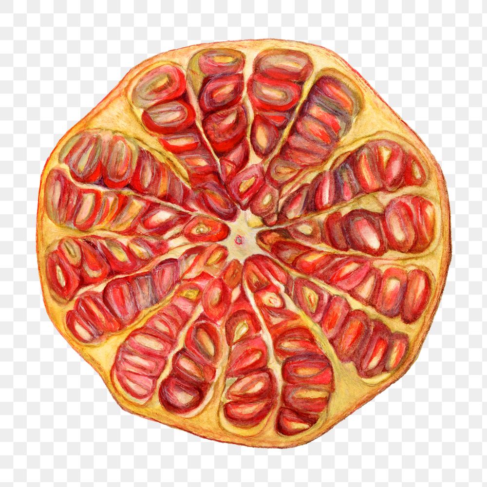 Vintage pomegranate transparent png. Digitally enhanced illustration from U.S. Department of Agriculture Pomological…