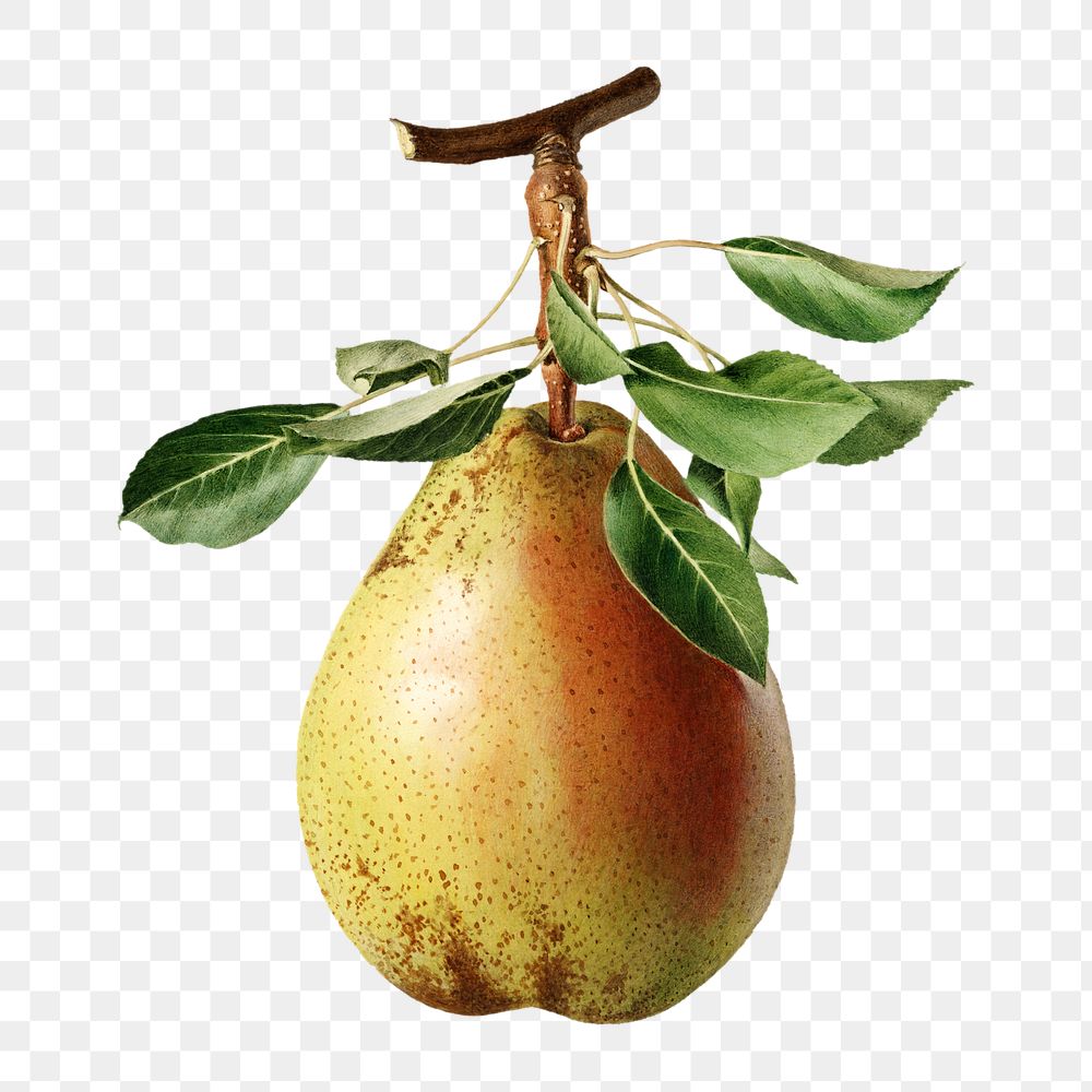 pear, vintage fruit, illustration pears, royal charles steadman, vintage pe...