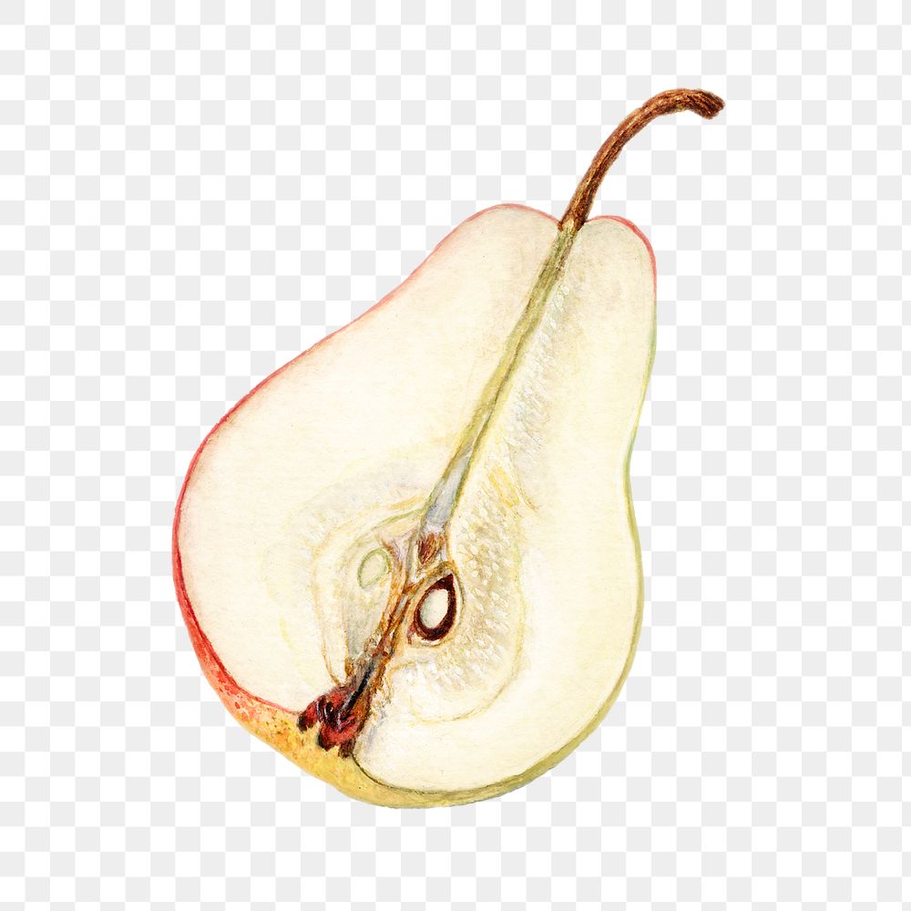 Vintage pear transparent png. Digitally enhanced illustration from U.S. Department of Agriculture Pomological Watercolor…