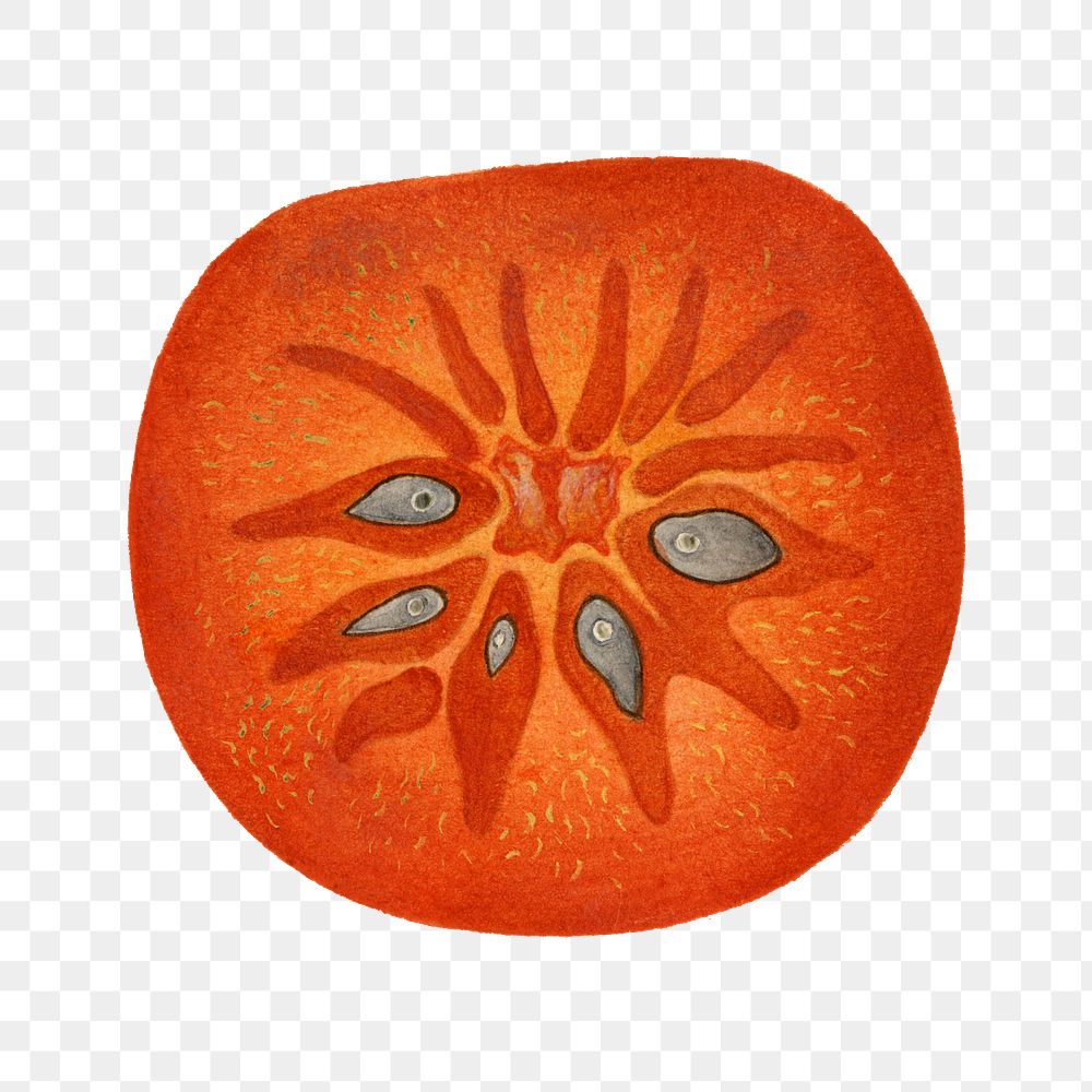 Vintage persimmon transparent png. Digitally enhanced illustration from U.S. Department of Agriculture Pomological…