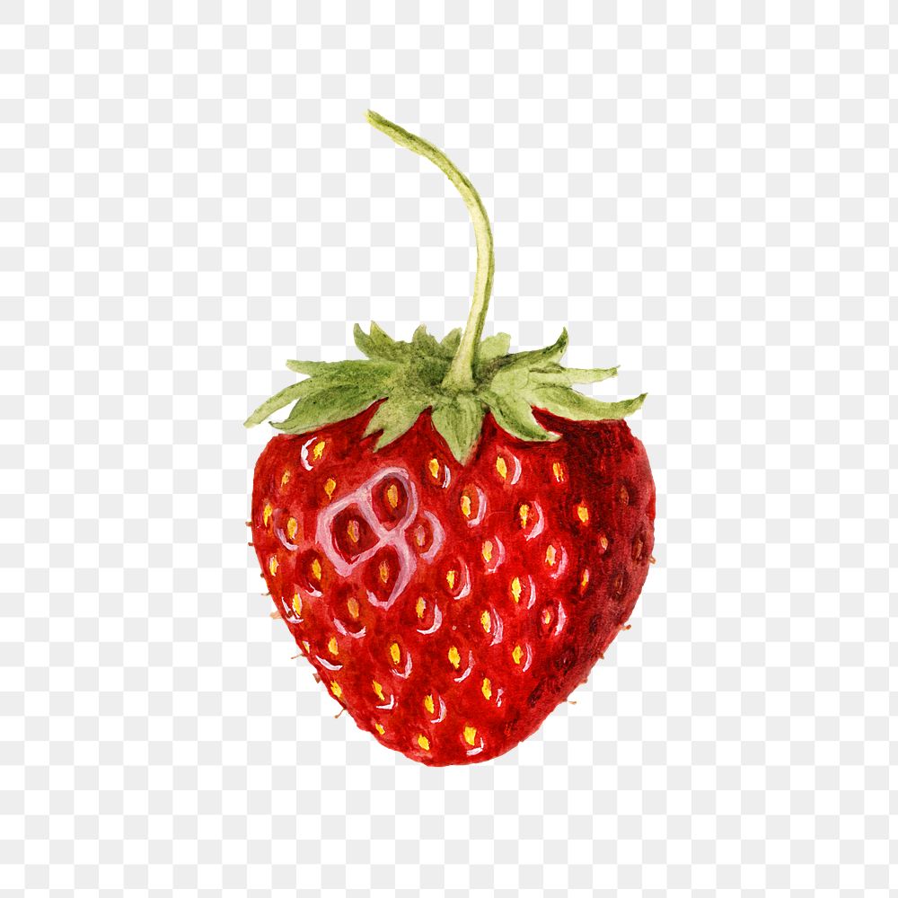 Vintage strawberry transparent png. Digitally enhanced illustration from U.S. Department of Agriculture Pomological…