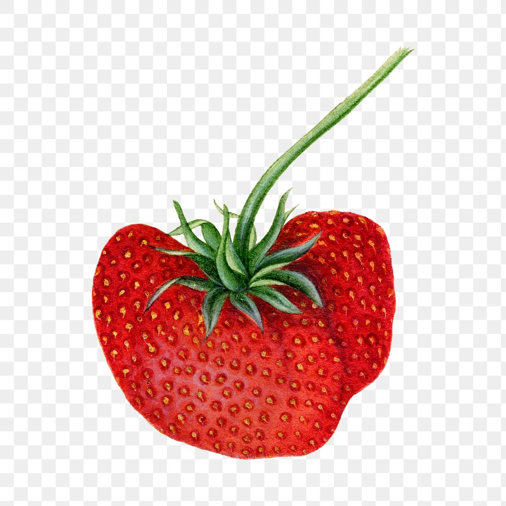 Vintage strawberry transparent png. Digitally enhanced illustration from U.S. Department of Agriculture Pomological…