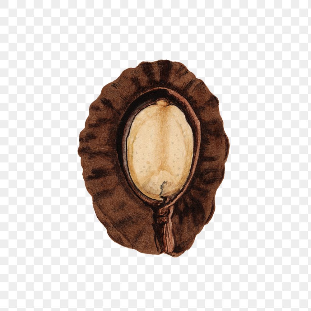 Vintage pekea nuts transparent png. Digitally enhanced illustration from U.S. Department of Agriculture Pomological…