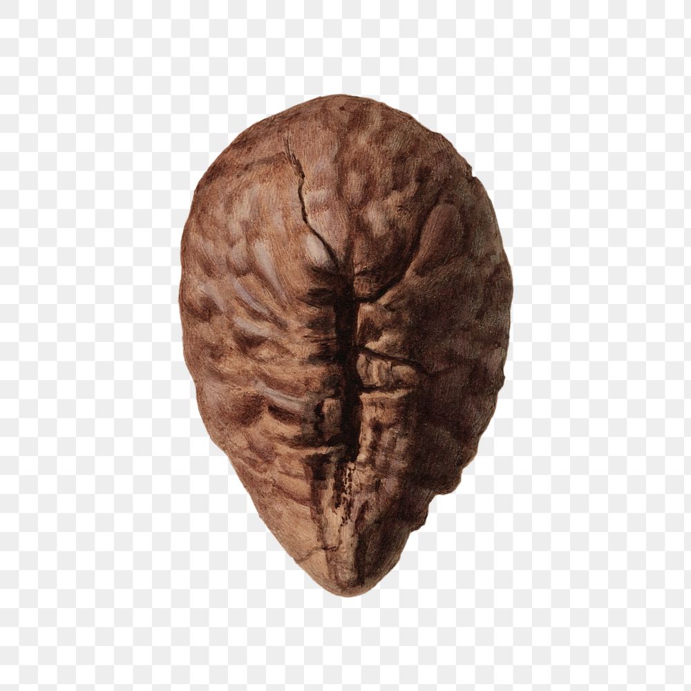 Vintage pekea nuts transparent png. Digitally enhanced illustration from U.S. Department of Agriculture Pomological…