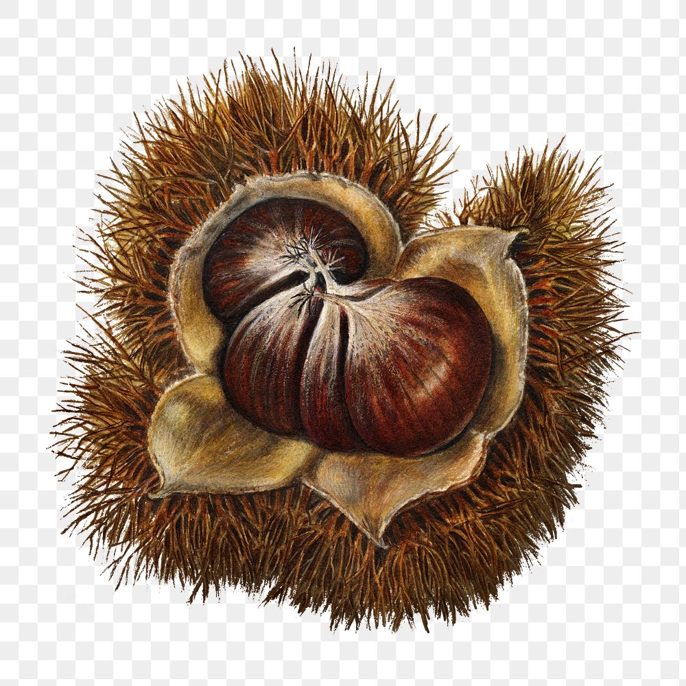 Vintage chestnut transparent png. Digitally enhanced illustration from U.S. Department of Agriculture Pomological Watercolor…