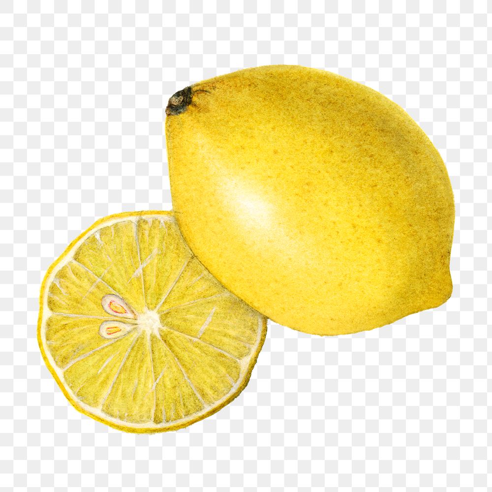 Vintage ripe lemons transparent png. Digitally enhanced illustration from U.S. Department of Agriculture Pomological…