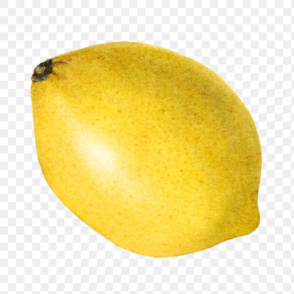 Vintage ripe lemon transparent png. Digitally enhanced illustration from U.S. Department of Agriculture Pomological…