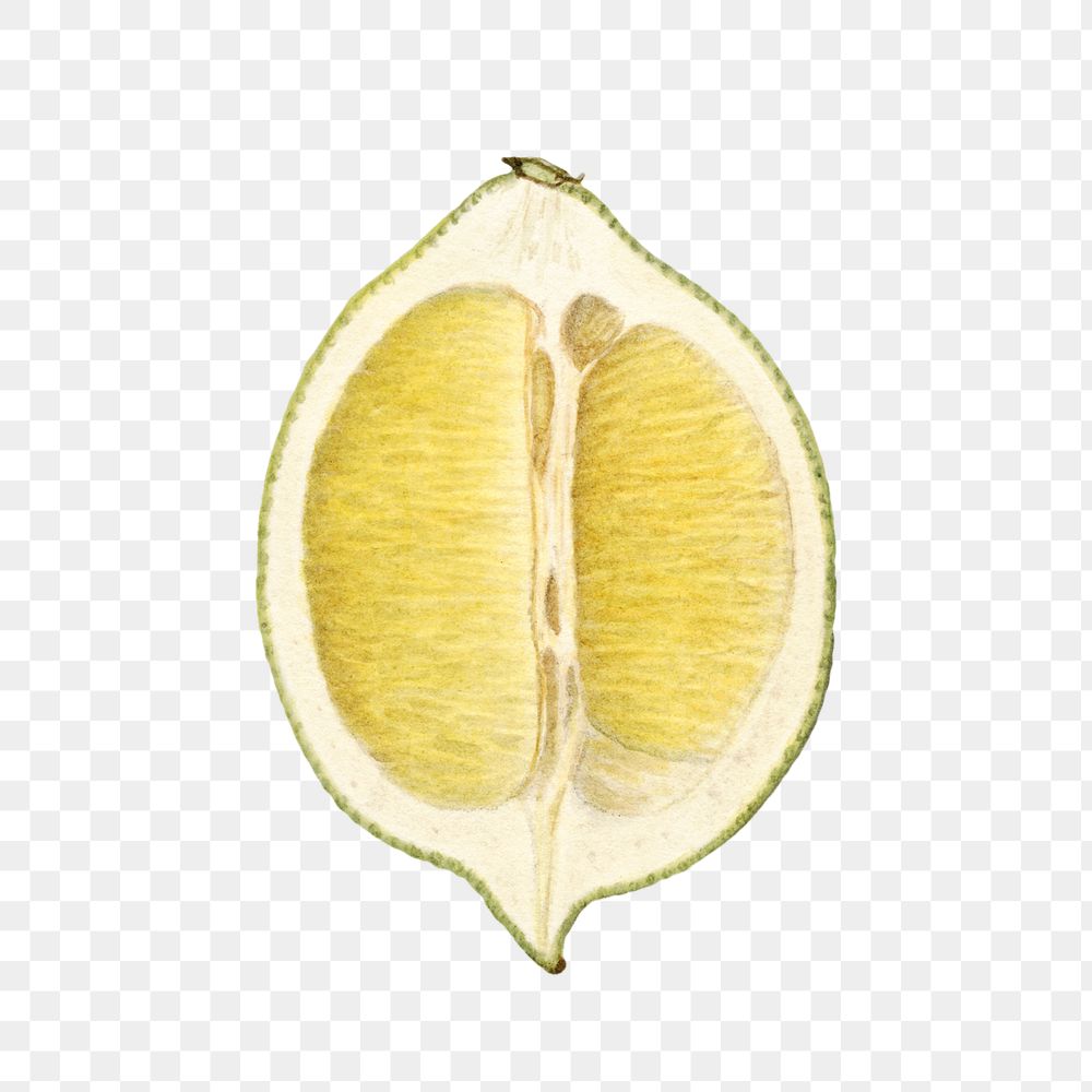 Vintage lime transparent png. Digitally enhanced illustration from U.S. Department of Agriculture Pomological Watercolor…