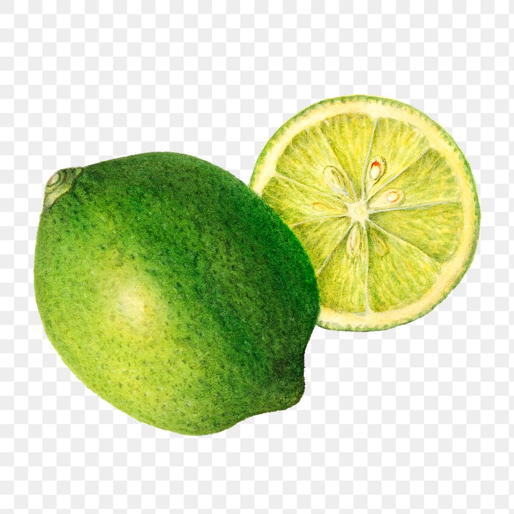 Vintage green lemons transparent png. Digitally enhanced illustration from U.S. Department of Agriculture Pomological…
