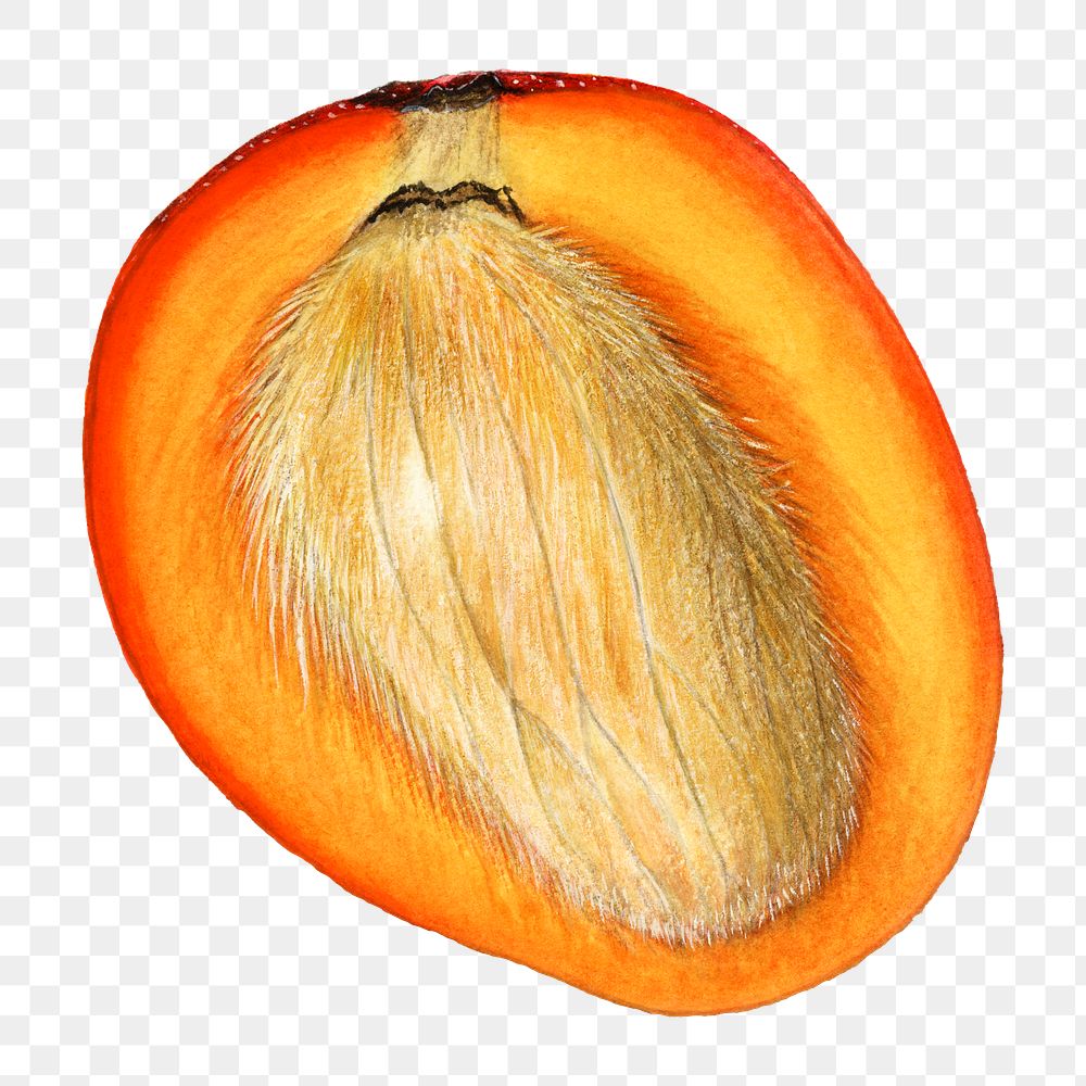Vintage mango transparent png. Digitally enhanced illustration from U.S. Department of Agriculture Pomological Watercolor…