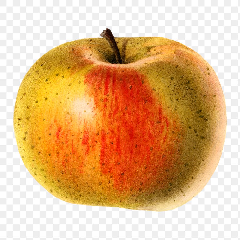 Vintage apple transparent png. Digitally enhanced illustration from U.S. Department of Agriculture Pomological Watercolor…
