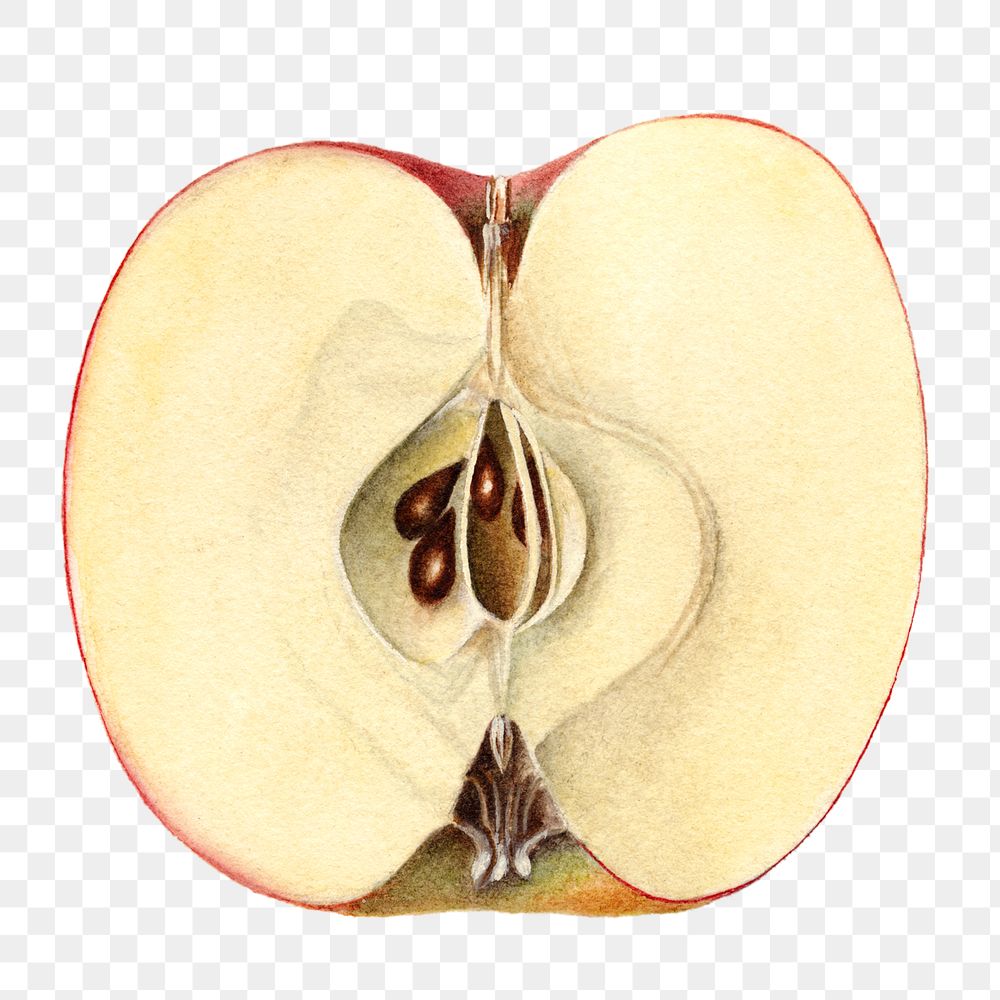 Vintage apple transparent png. Digitally enhanced illustration from U.S. Department of Agriculture Pomological Watercolor…