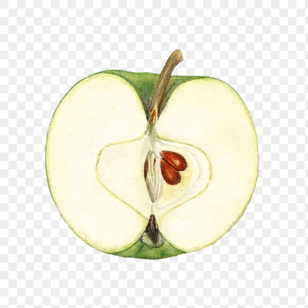 Vintage green apple transparent png. Digitally enhanced illustration from U.S. Department of Agriculture Pomological…
