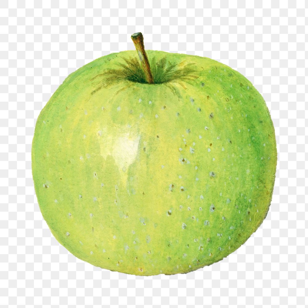 Vintage green apple transparent png. Digitally enhanced illustration from U.S. Department of Agriculture Pomological…