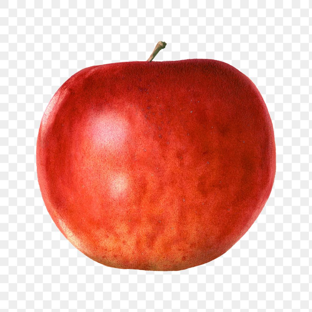 Vintage red apple transparent png. Digitally enhanced illustration from U.S. Department of Agriculture Pomological…