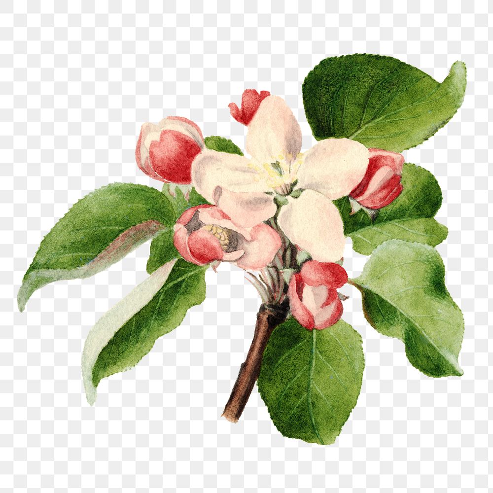 Vintage apple buds transparent png. | Premium PNG Sticker - rawpixel