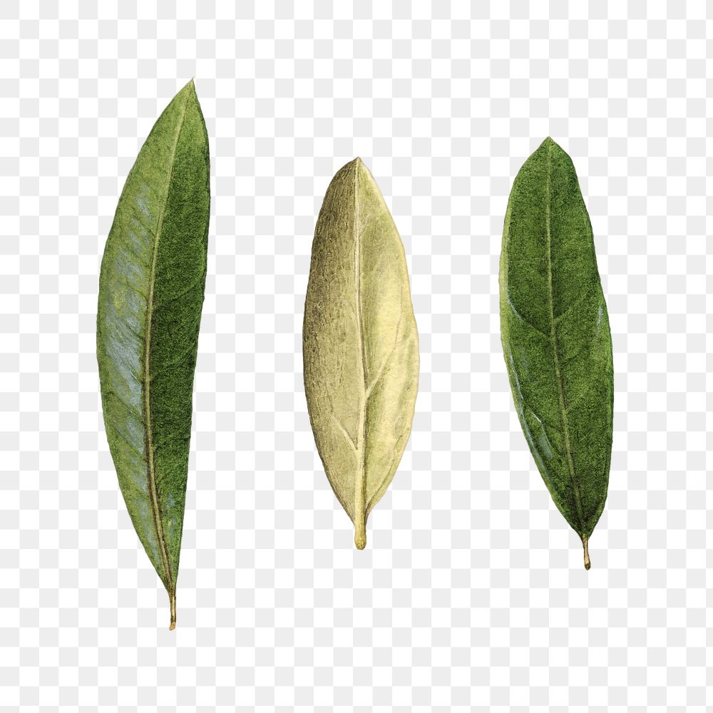 Vintage olive leaves transparent png. Digitally enhanced illustration from U.S. Department of Agriculture Pomological…