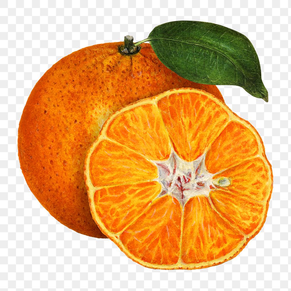 Vintage orange transparent png. Digitally enhanced illustration from U.S. Department of Agriculture Pomological Watercolor…