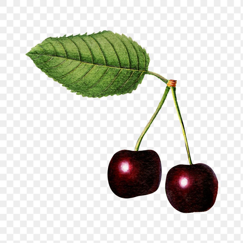 Vintage black cherries transparent png. Digitally enhanced illustration from U.S. Department of Agriculture Pomological…