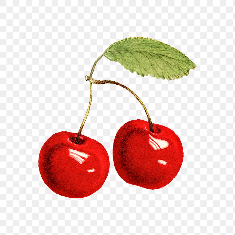 Vintage red cherries transparent png. Digitally enhanced illustration from U.S. Department of Agriculture Pomological…