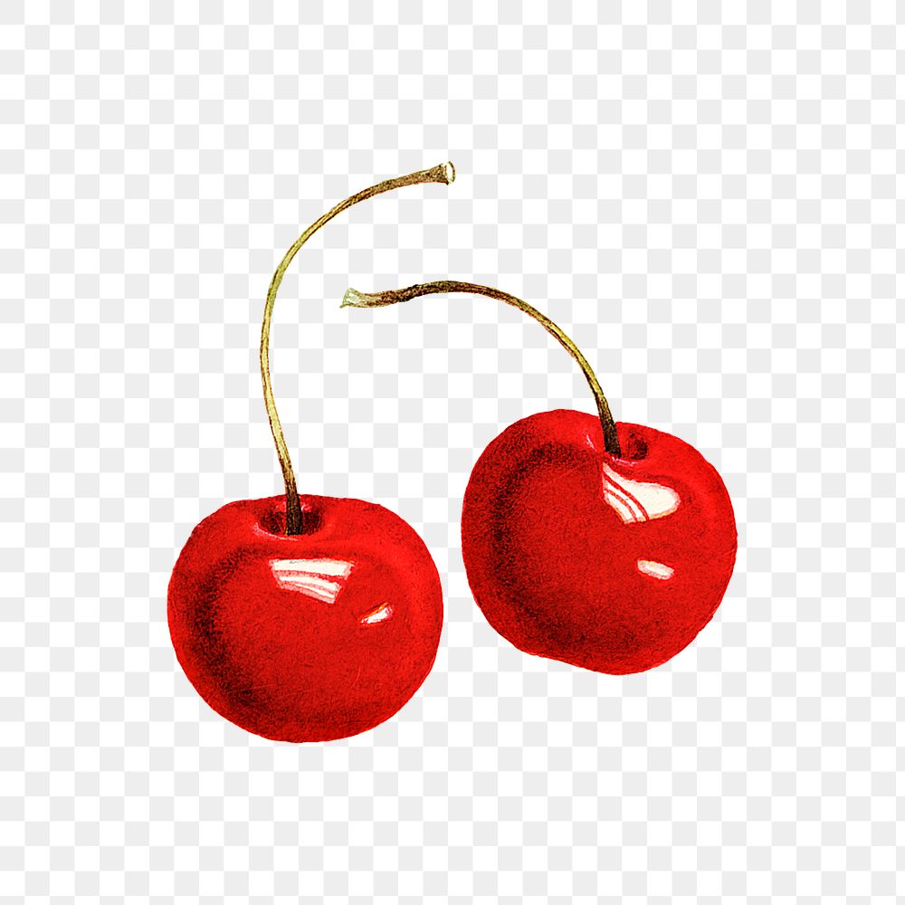 Vintage red cherries transparent png. Digitally enhanced illustration from U.S. Department of Agriculture Pomological…