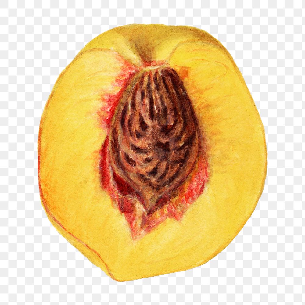 Vintage halved peach transparent png. Digitally enhanced illustration from U.S. Department of Agriculture Pomological…