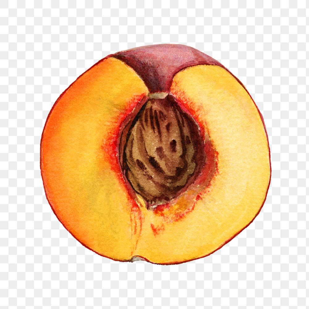 Vintage peach transparent png. Digitally enhanced illustration from U.S. Department of Agriculture Pomological Watercolor…